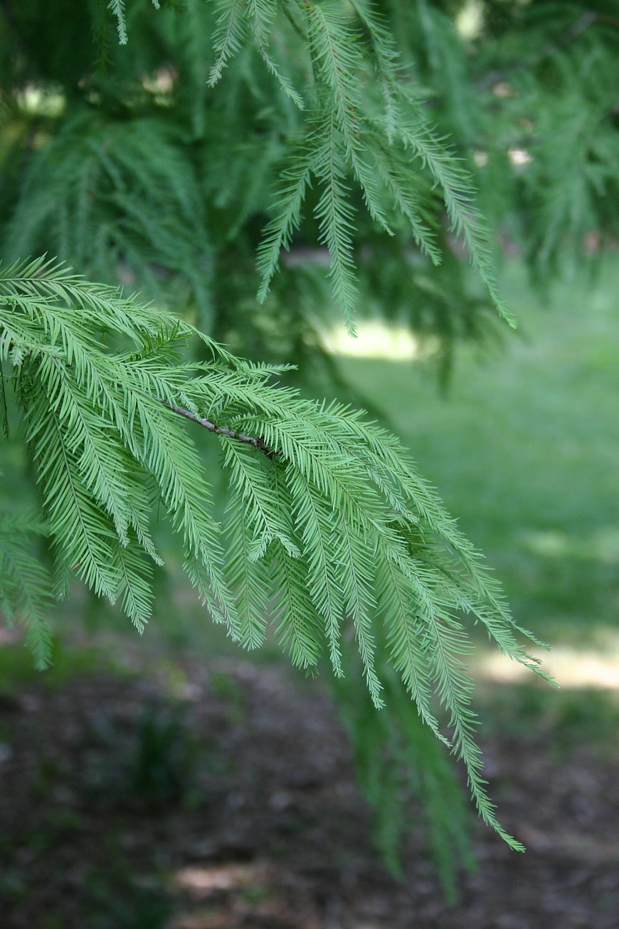 Close-up of green cypress tree branch with soft blurred background
