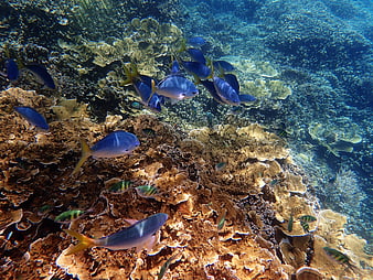 School of Blue Fish Swimming Over Coral Reef