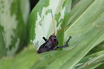 Close-up of a black and red grasshopper on a green leaf