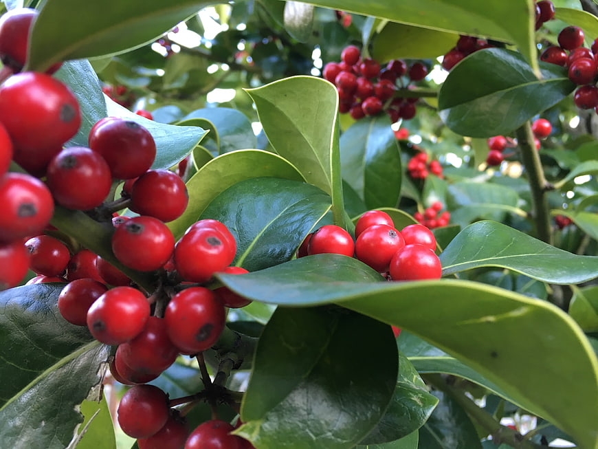 Close-up of bright red holly berries and green leaves