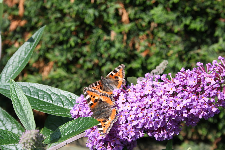 Small Tortoiseshell Butterflies on Purple Butterfly Bush
