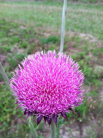 Close-up of a vibrant purple thistle flower in a field