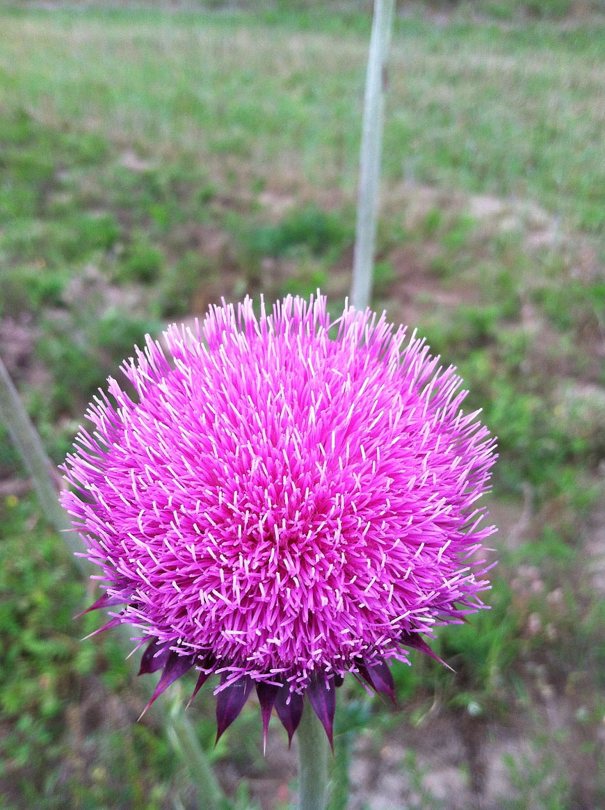 Close-up of a vibrant purple thistle flower in a field