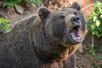 Close-up of a roaring brown bear with mouth open in a forest
