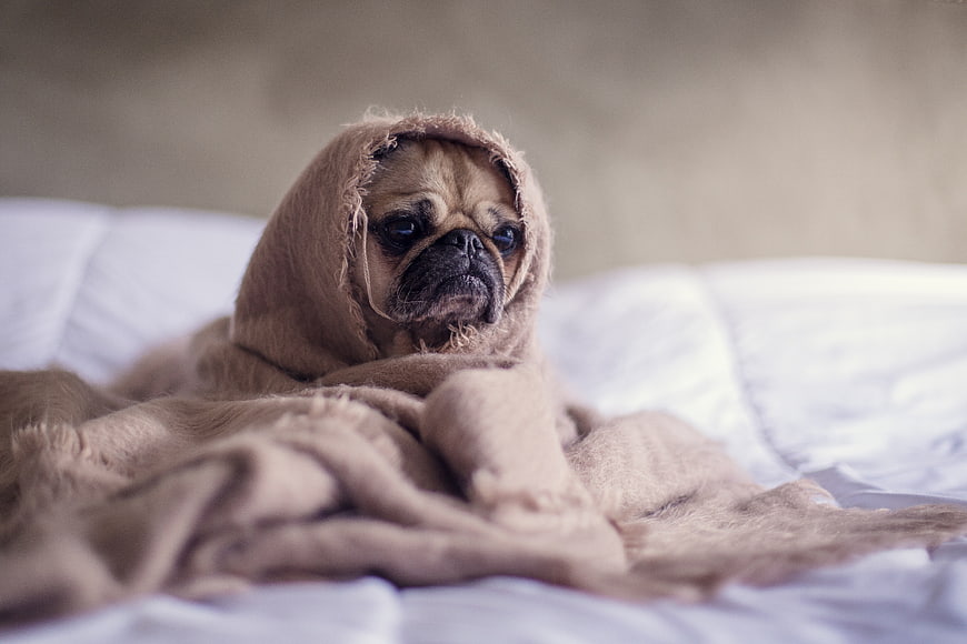 Sad pug wrapped in a cozy blanket on a bed