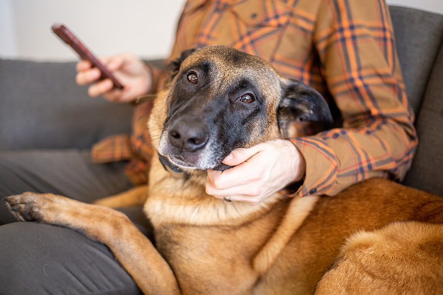 Man petting Belgian Malinois dog on couch while using smartphone