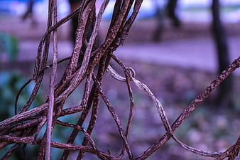 Close-up of tangled dry brown vines with blurred background