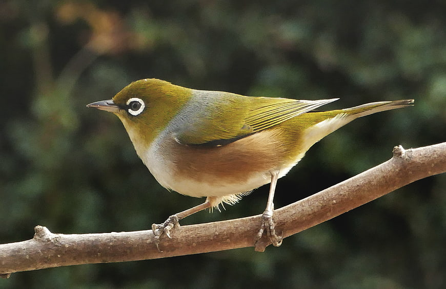 Red-eyed Vireo Perched on Branch in Forest