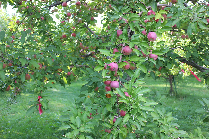 Ripe Red Apples Growing On A Leafy Tree In An Orchard