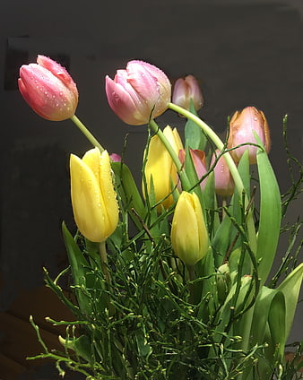 Fresh Pink and Yellow Tulips with Water Droplets