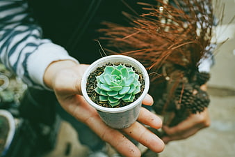 Hand holding small potted succulent plant