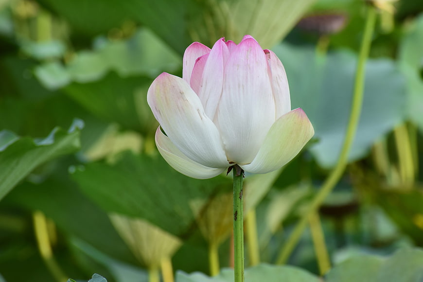 Pink and white lotus flower blooming in green pond