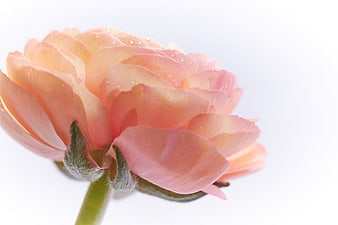 Close-up of Pink Ranunculus Flower with Water Droplets
