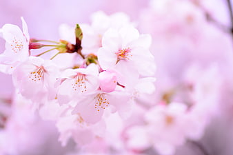 Soft Pink Cherry Blossoms Close-Up with Blurred Background