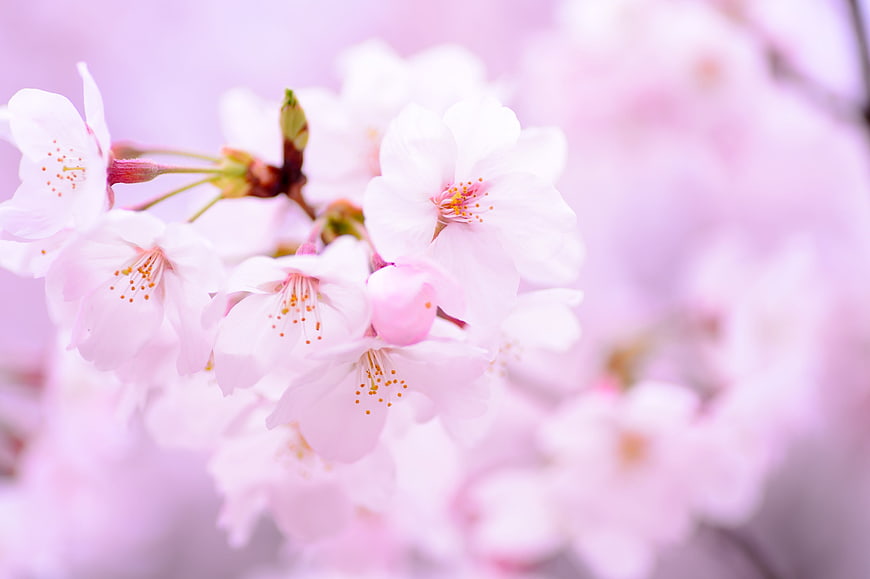 Soft Pink Cherry Blossoms Close-Up with Blurred Background
