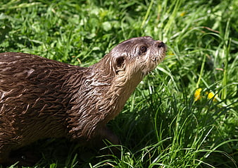Close-up of Wet Brown Otter in Green Grass