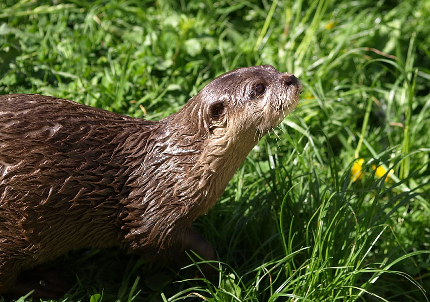 Close-up of Wet Brown Otter in Green Grass