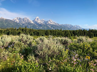 Grand Teton Mountains with Wildflower Meadow and Pine Forest