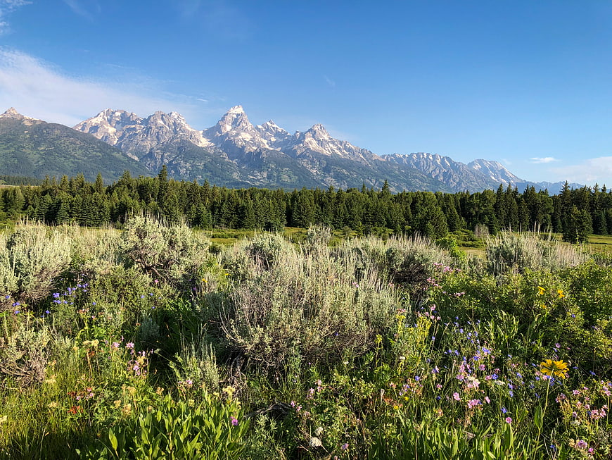 Grand Teton Mountains with Wildflower Meadow and Pine Forest