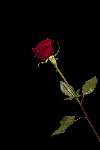 Single Red Rose Bud on Black Background