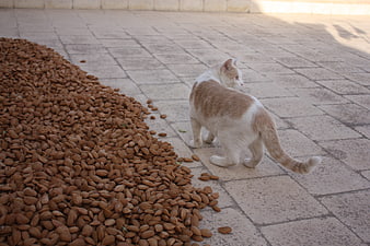 White and orange cat standing near a large pile of almonds on pavement