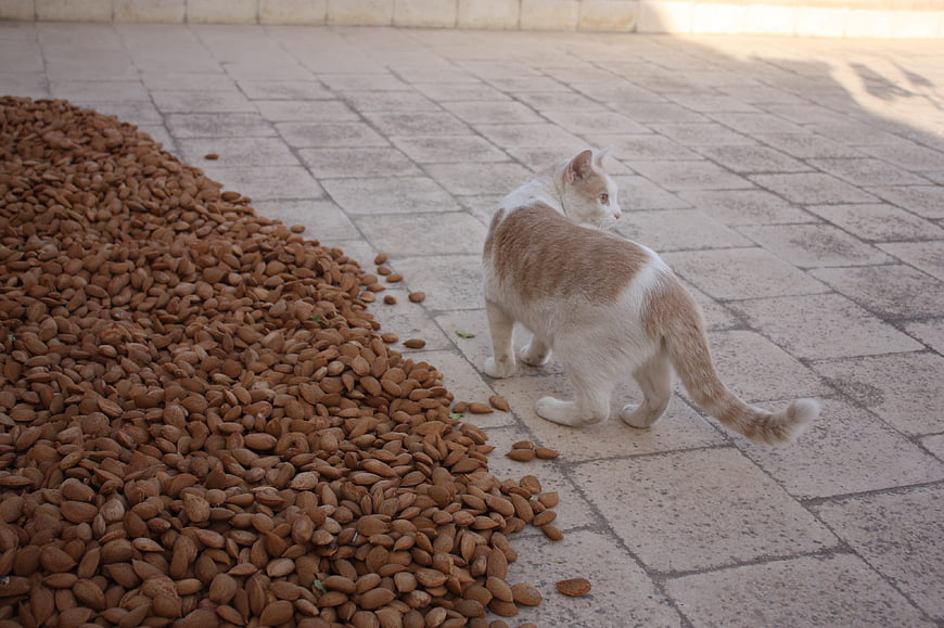 White and orange cat standing near a large pile of almonds on pavement