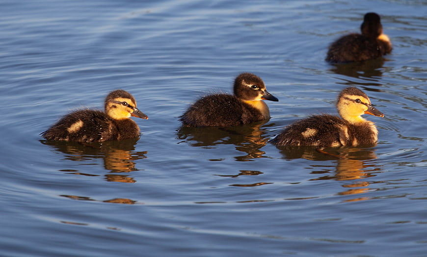 Cute ducklings swimming in a lake at golden hour