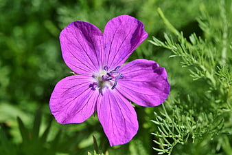Close-up of vibrant purple crane's-bill flower in green garden