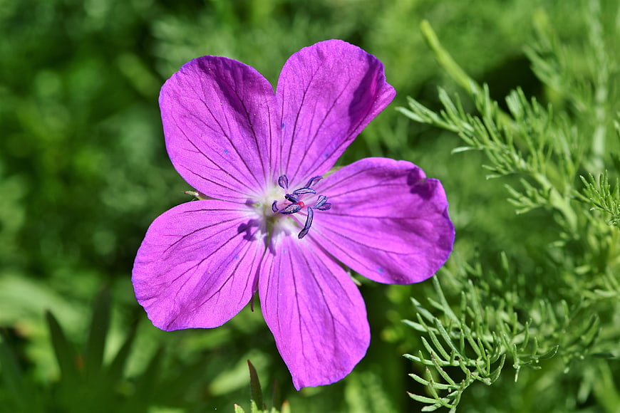 Close-up of vibrant purple crane's-bill flower in green garden