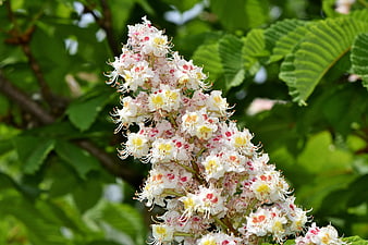 Close-up of white chestnut blossom inflorescence on green tree