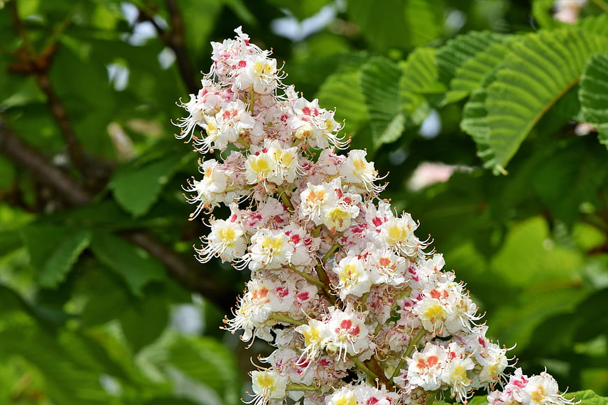 Close-up of white chestnut blossom inflorescence on green tree