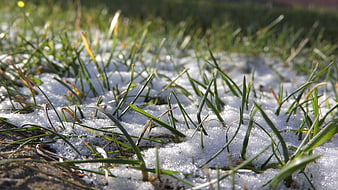 Close-up of green grass blades poking through melting snow