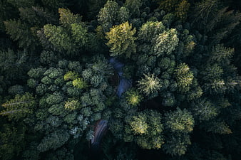 Aerial View of Winding Road Through Dense Green Forest