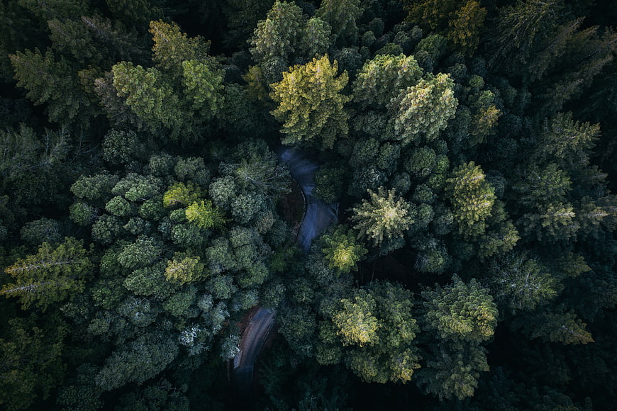 Aerial View of Winding Road Through Dense Green Forest