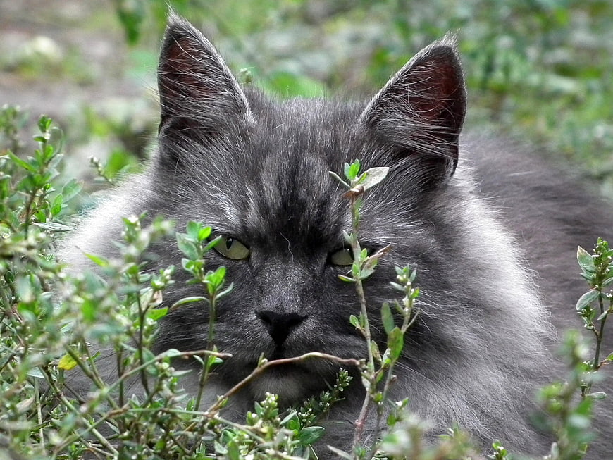 Fluffy Grey Cat Hiding in Green Bushes