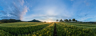 Panoramic View of Green Barley Field at Sunset with Distant Hills