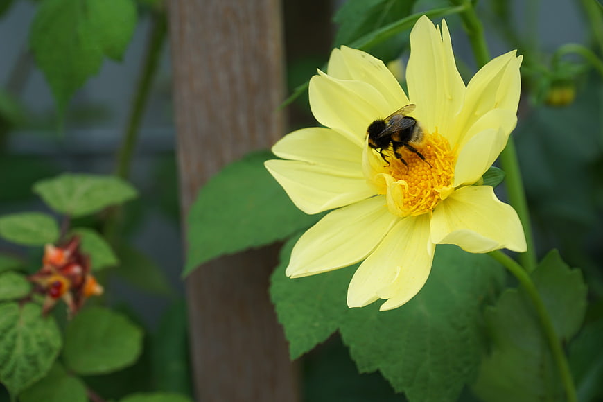 Bumblebee Pollinating Yellow Dahlia Flower in Garden