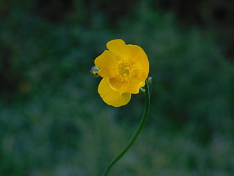 Yellow Buttercup Flower on Green Blurred Background
