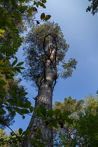 Low angle view of tall pine tree against blue sky