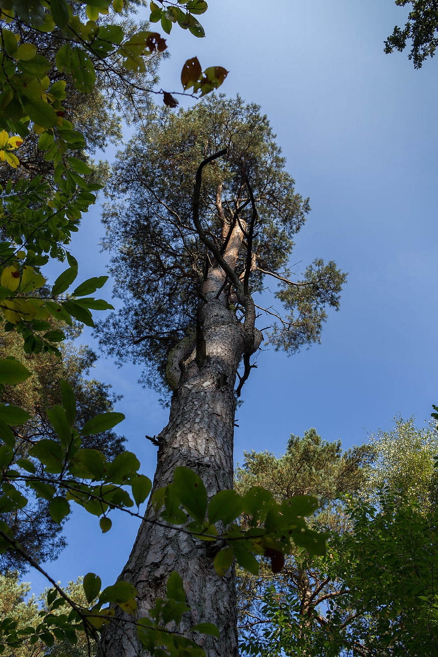Low angle view of tall pine tree against blue sky