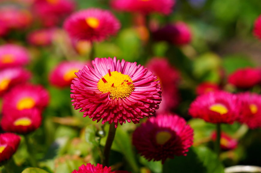 Vibrant Pink Strawflower with Yellow Center in Garden