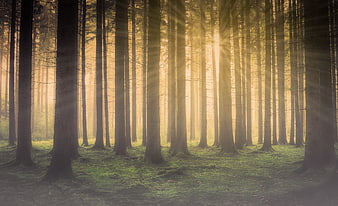 Sun rays shining through misty pine forest trees