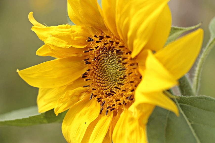 Close-up of a vibrant yellow sunflower with detailed center