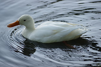 White Duck Swimming in Dark Water