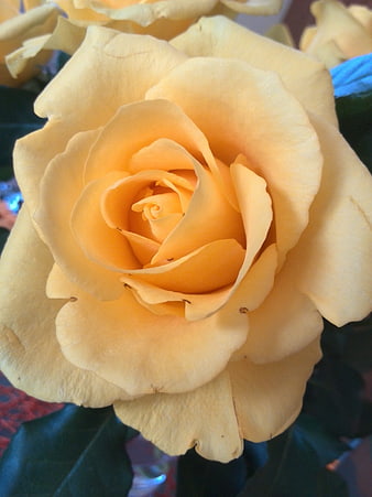 Close-up of a vibrant yellow rose bloom