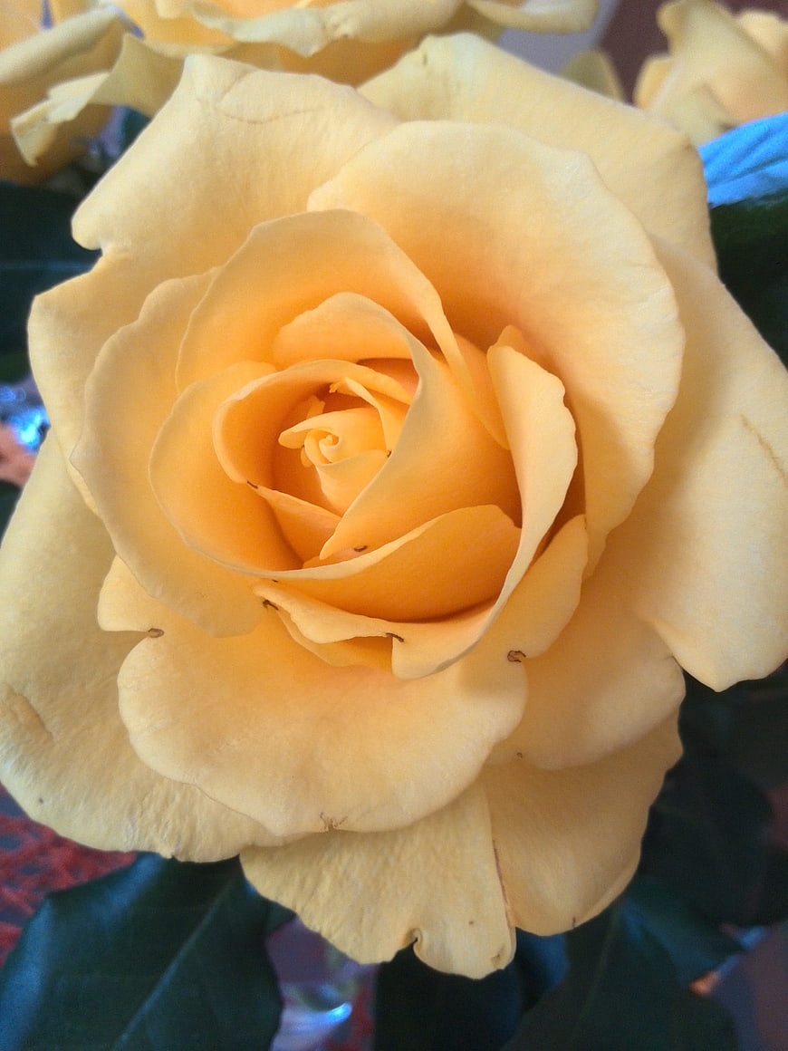 Close-up of a vibrant yellow rose bloom