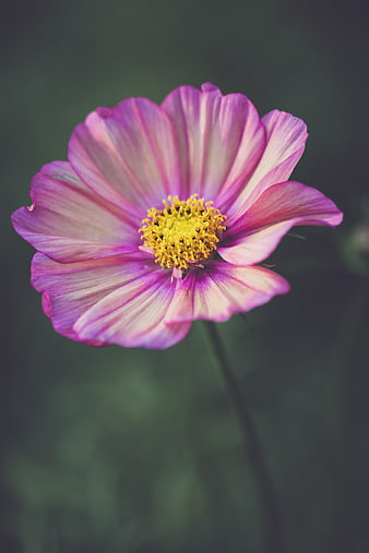 Close-up of a pink cosmos flower with yellow center