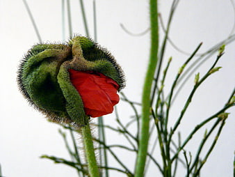 Close-up of a red poppy bud against a white background
