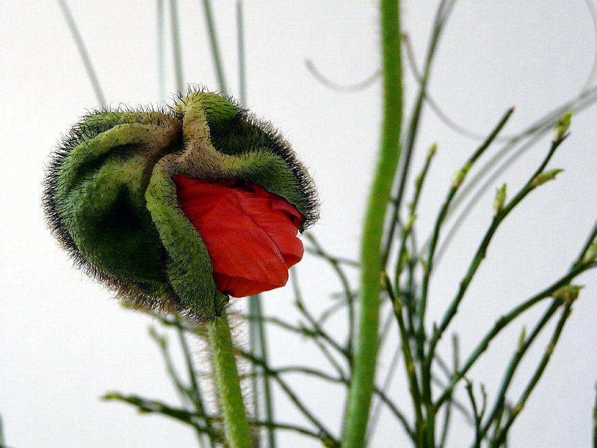 Close-up of a red poppy bud against a white background
