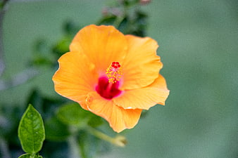 Vibrant Orange Hibiscus Flower Close-Up